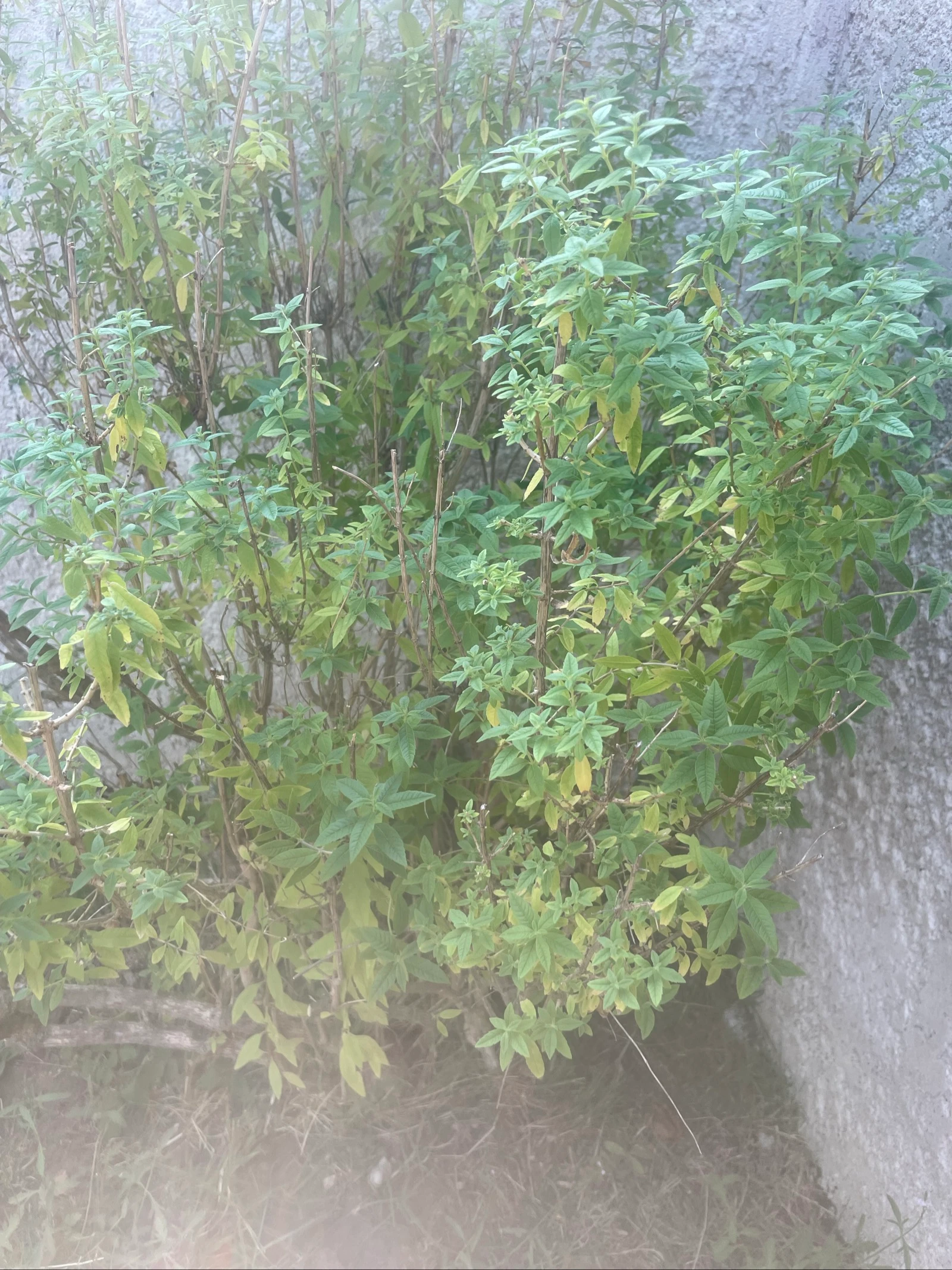 Verveine citronnée du Sud